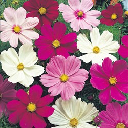 Cosmos Sensation Mixed