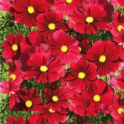 Cosmos Rubenza Fleuroselect Novelty