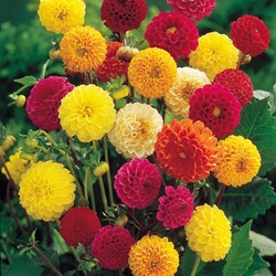 Assortimento Dalia Pompon (Dahlia)