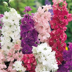 Ridderspoor Hyacinth bloemige Mix (Delphinium)