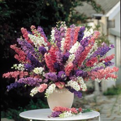 Ridderspoor Imperial Mixed, dubbelbloemig (Delphinium)
