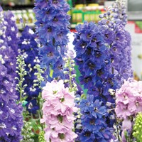 Assortimento di Speronella Round Table Seraies - Delphinium