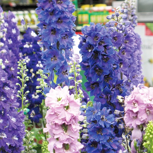 Assortimento di Speronella Round Table Seraies - Delphinium