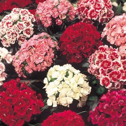 Mix Garofano del Poeta a doppio fiore - Dianthus Barbatus