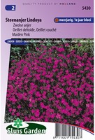 Steenanjer Lindoya - Dianthus-2