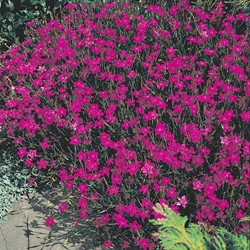 Garofanino minore Lindoya - Dianthus