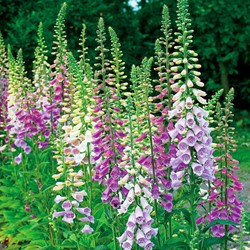 Digitalis Excelsior Mix
