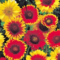 Dekenbloem mix - Kokardebloem of Gaillardia