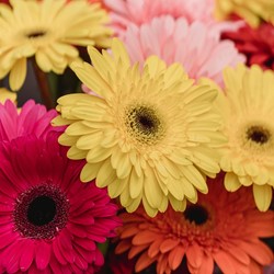 Gerbera grootbloemige gemengd