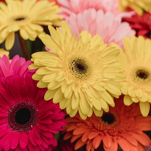 Gerbera grootbloemige gemengd