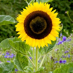 Girasole Gigante (Helianthus)