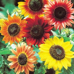 Girasole Evening Sun Mix (Helianthus)