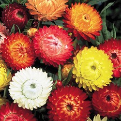Strobloem Dubbelbloemig gemengd
