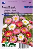 Misto di fiori giganti australiani Helipterum Roseum (Helipterum / Acroclinium)-2