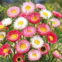 Misto di fiori giganti australiani Helipterum Roseum (Helipterum / Acroclinium)