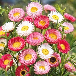 Zonnestrobloem gemengd (Helipterum/Acroclinium)