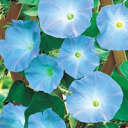 Ipomea Heavenly blue - Ipomoea