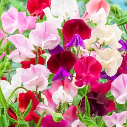 Cicerchia Odorosa Lathyrus EKO (Semi Biologici)