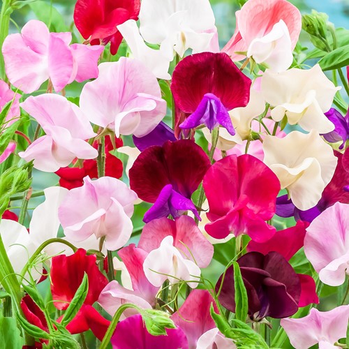 Cicerchia Odorosa Lathyrus EKO (Semi Biologici)