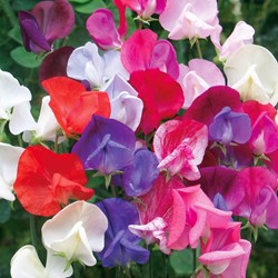 Assortimento semi Cicerchia 'Bijou' (Lathyrus)