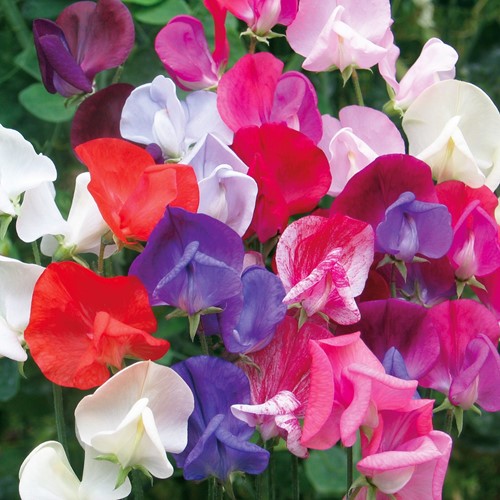 Assortimento semi Cicerchia 'Bijou' (Lathyrus)