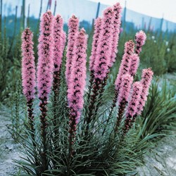 Liatrinae, Liatride - Liatris