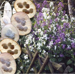 Monete del papa - Lunaria