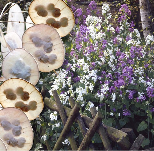 Monete del papa - Lunaria