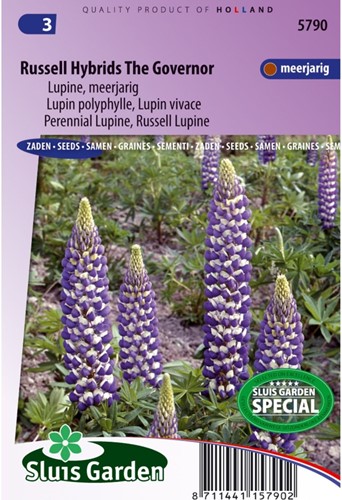 Lupine Russel Hybrids The Governer - Lupinus-2