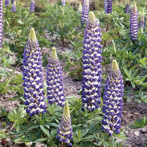 Lupine Russel Hybrids The Governer - Lupinus