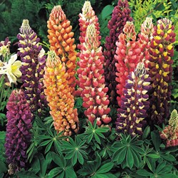 Lupino Russell Ibridi Mix - Lupinus