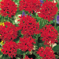Brandende Liefde Scharlakenrood - Lychnis