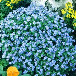 Nontiscrodardime ‘Indigo Blue’ (Myosotis Scorpioides)