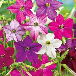 Mix di tabacco ornamentale Sensation Mix - Nicotiana