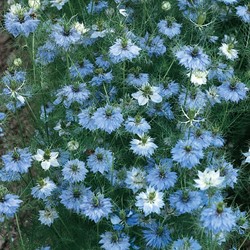 Nigella damascena 'Miss Jekull Blu' – fanciullaccia