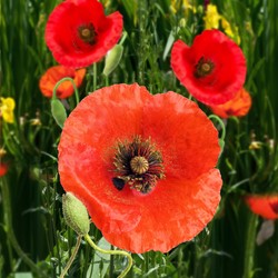 Papavero, Rosolaccio - Papaver rhoeas) EKO sementi biologic