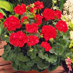 Geranio F2 Scarlet
