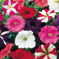 Selezione mix di Petunia basse