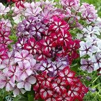 Flox 'Summer Showers' Mix - Phlox