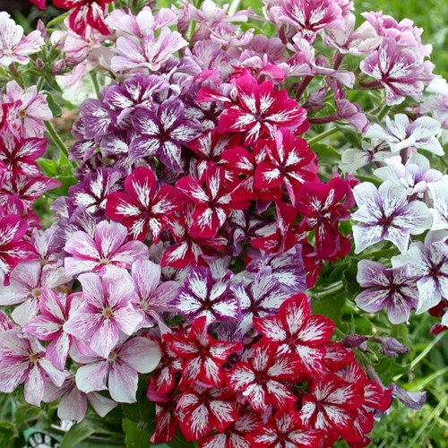 Flox 'Summer Showers' Mix - Phlox