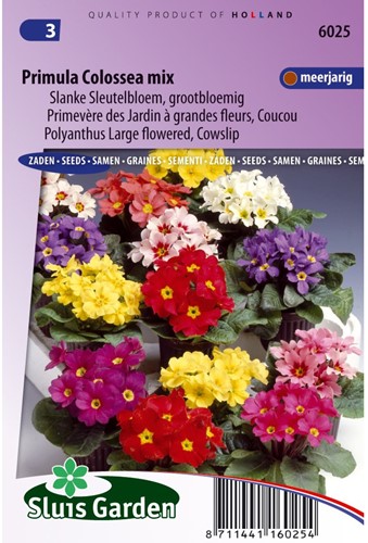 Primula Colossea Mix (Sleutelbloem)-2
