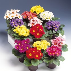 Primula Colossea Mix (Sleutelbloem)