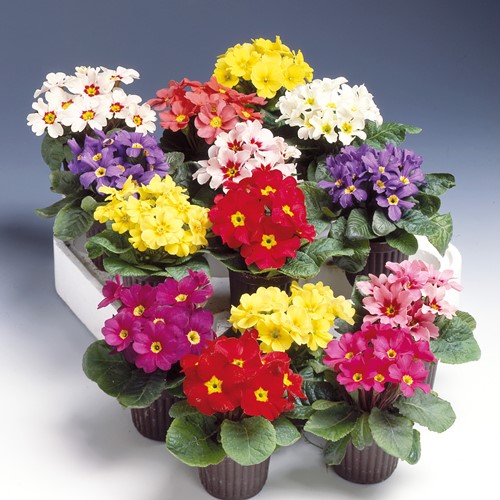 Primula Colossea Mix (Sleutelbloem)