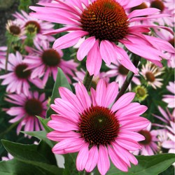 Echinacea Purpurea - Echinacea