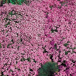 Saponaria Rose Pink (Saponaria)