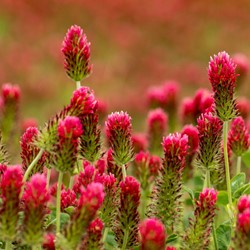 Trifoglio Rosso, pianta mellifera EKO