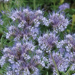 Sementi per api, Phacelia EKO - Sementi biologici