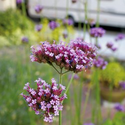 Verbena 'Purple Top' (Verbena)