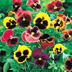 Viola wittrockiana Mix - Sluis Garden