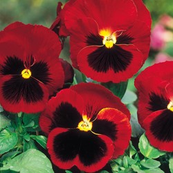 Viola wittrockiana 'Avondrood'